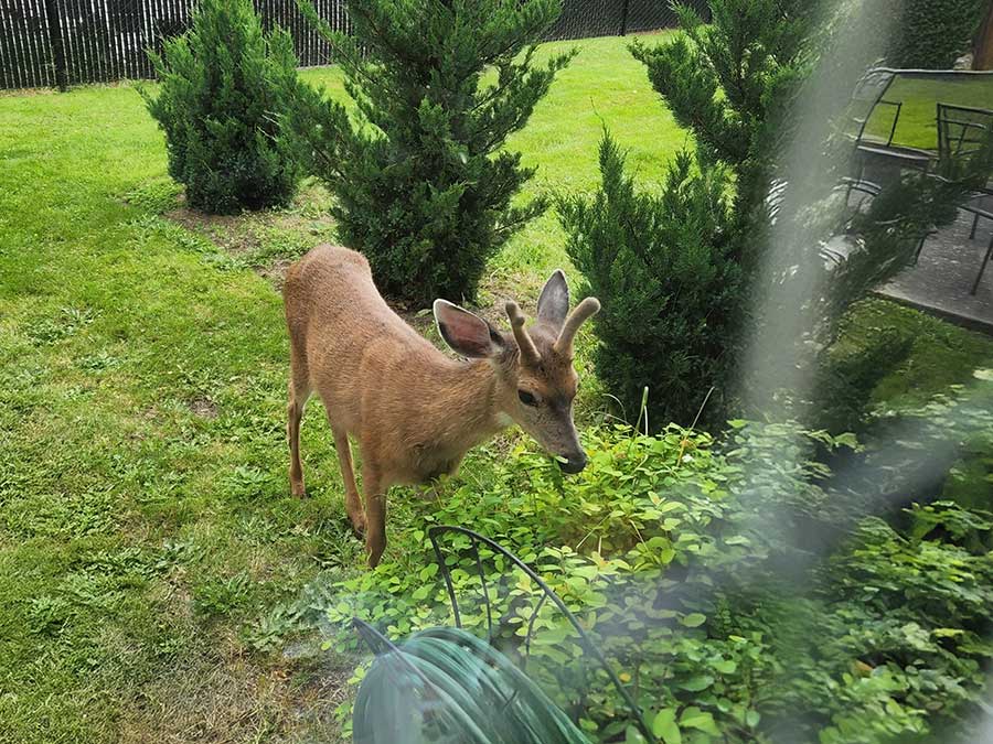 Deer eating plants in yard