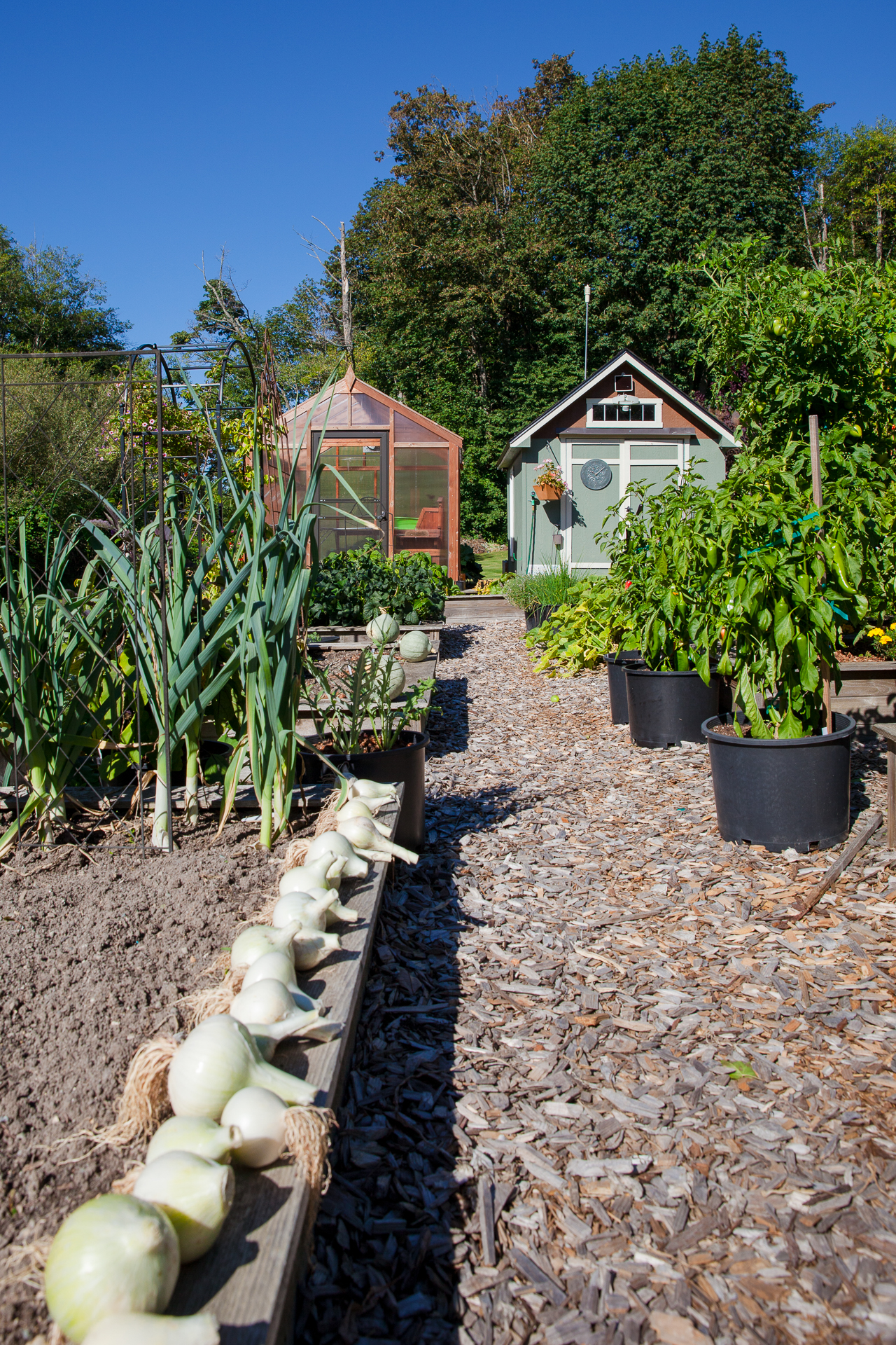 Charley's Cedar Heritage Greenhouse and summer vegetable garden