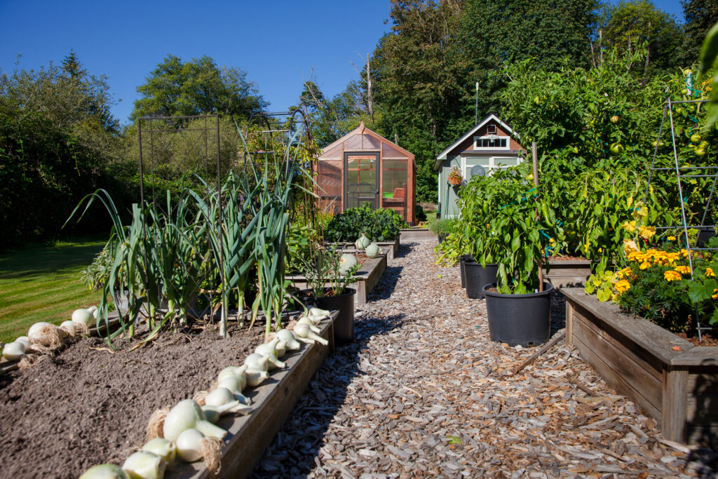 Charley's Greenhouse Woodland Cedar Heritage Wood Greenhouse in garden with bulk onion crop