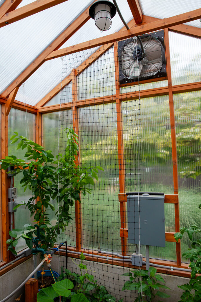 Charley's Greenhouse Alpine Insulated Heritage Wood Greenhouse exhaust fan and tomatoes growing in-ground