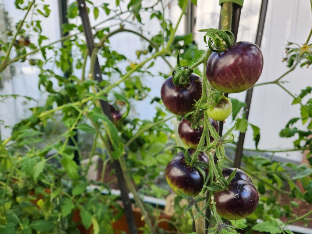 Purple tomatoes growing in greenhouse