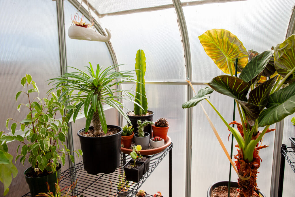 Stem & Sound cactus collection enjoys the brightest corner of this curved eve vintage Pacific Greenhouse