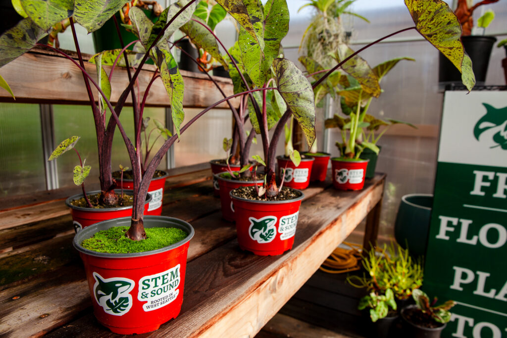 Stem & Sound potted plants, lined up in the greenhouse ready for their new forever homes