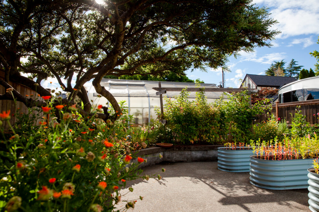Cross Country Pacific Greenhouse fits in perfectly among the raised bed gardens of this urban Seattle city backyard